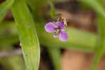 Nakedstem dewflower